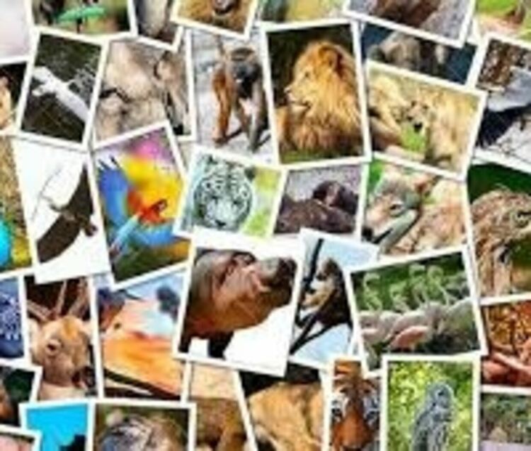 Четвъртокласници от Асеновград и РИОСВ – Пловдив честваха заедно Международния ден за защита на животните