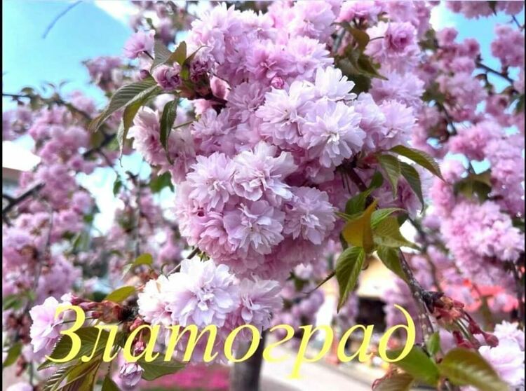 Над 18 хил. лв. събра кампанията „Цветна община“ в Златоград