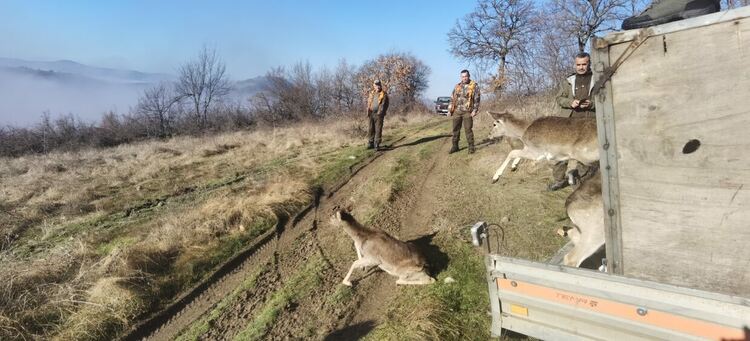На слука!Започва ловния сезон за диви прасета 