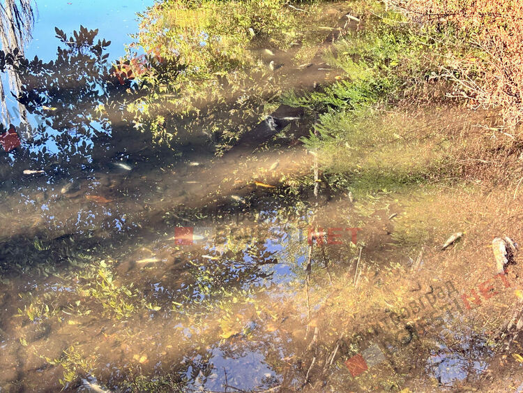 река Каялийка