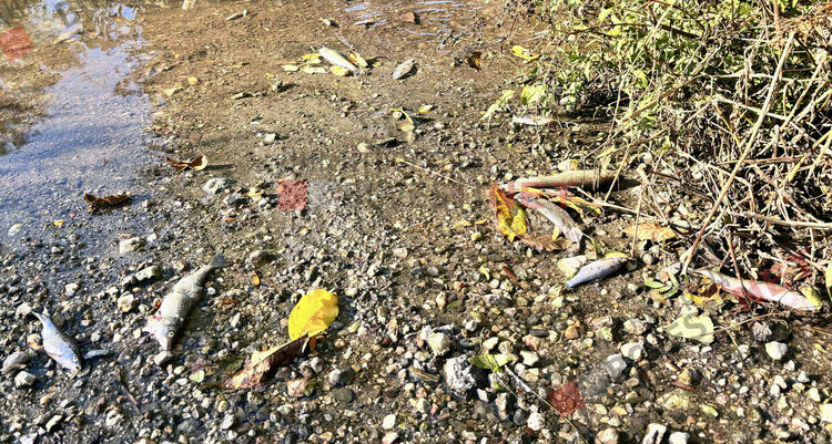 река Каялийка