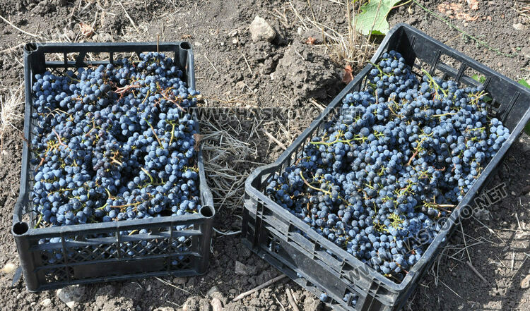 Задържаха двама за кражба на 136 кг грозде