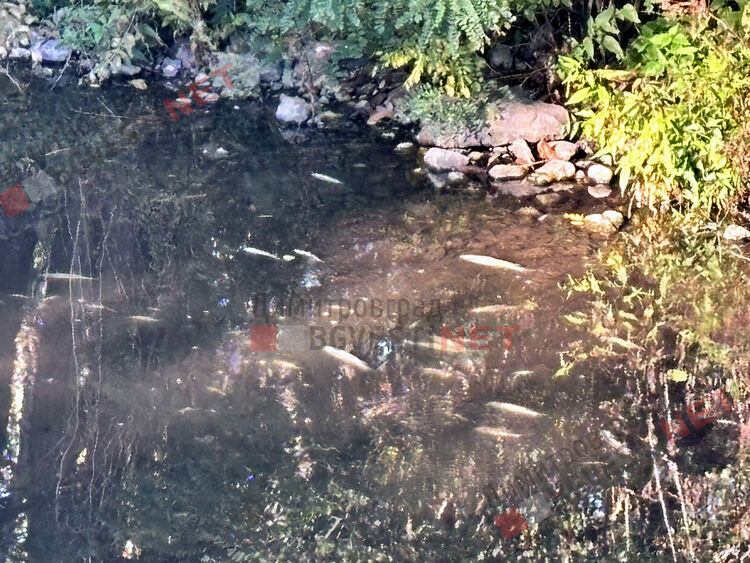 река Каялийка