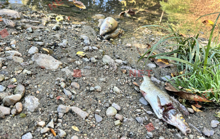 река Каялийка