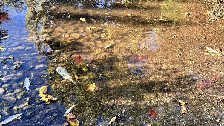 река Каялийка