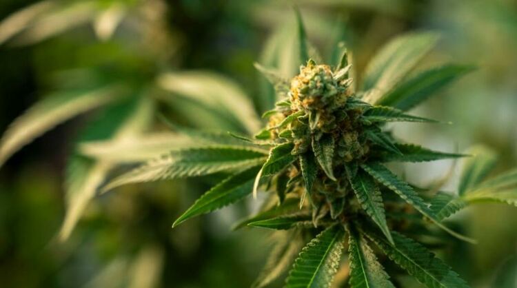 Задържаха мъж, отглеждал канабис в Пернишко