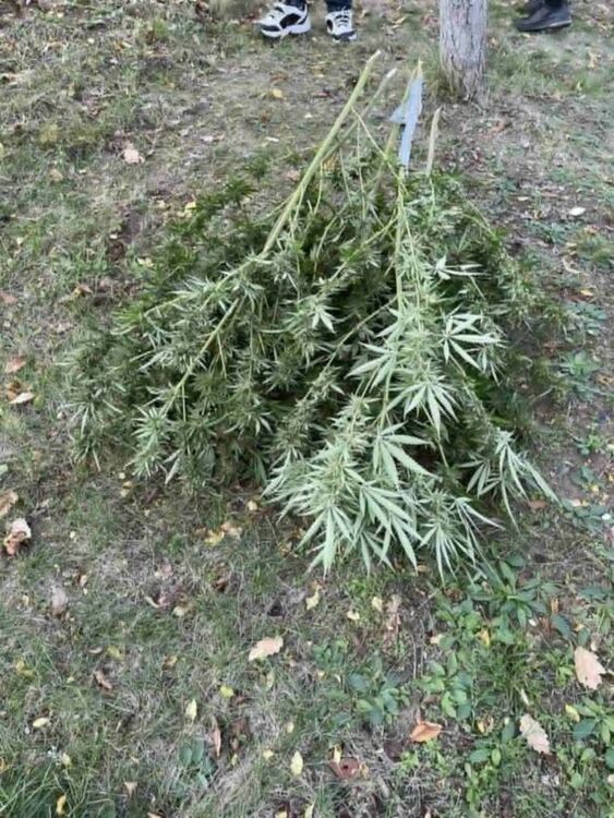 Задържаха мъж, отглеждал канабис в Пернишко