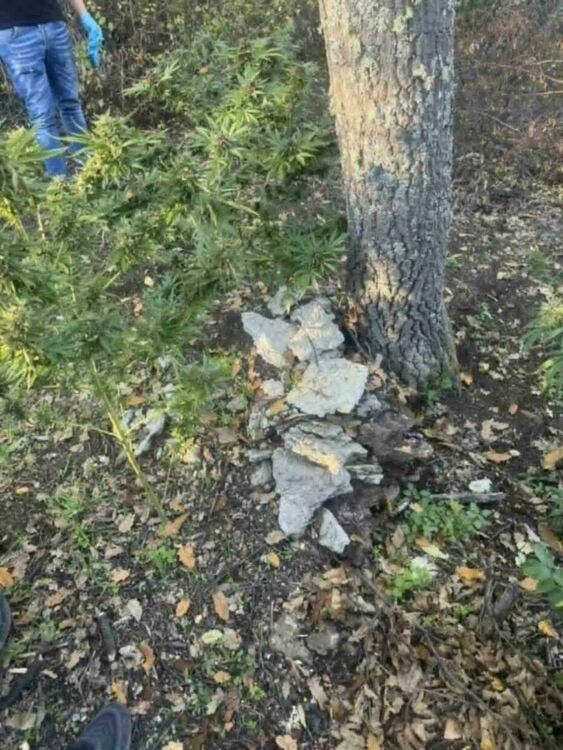 Задържаха мъж, отглеждал канабис в Пернишко