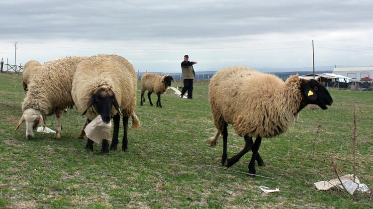 Умъртвяват хуманно 307 овце и 217 кози заради шарка в Узунджово 