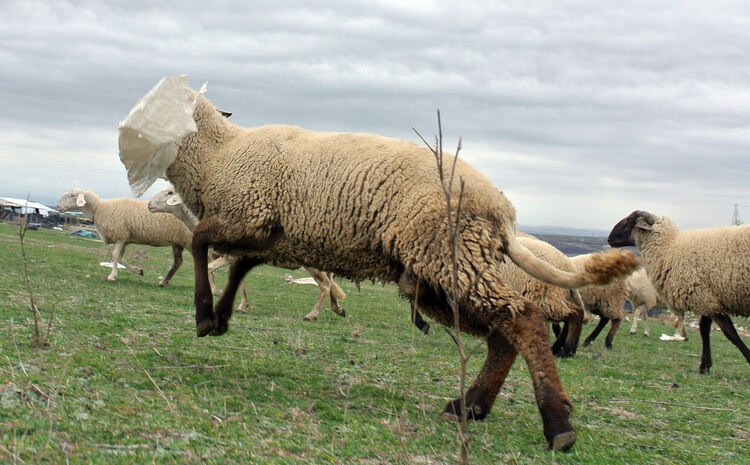 Умъртвяват хуманно 307 овце и 217 кози заради шарка в Узунджово 