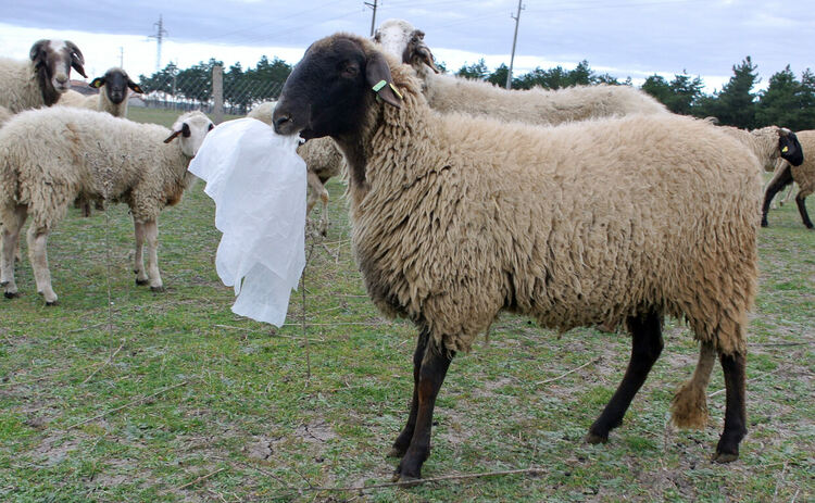 Снимките са архивни и илюстративни