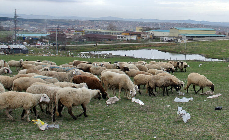 Умъртвяват хуманно 307 овце и 217 кози заради шарка в Узунджово 