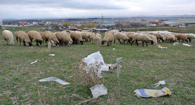Умъртвяват хуманно 307 овце и 217 кози заради шарка в Узунджово 