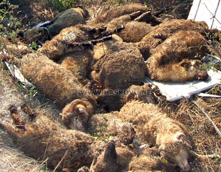 Вече умъртвиха 250 овце от зарaзената с шарка ферма в Узунджово 