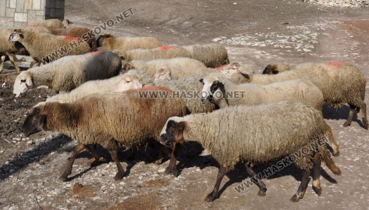 Вече умъртвиха 250 овце от зарaзената с шарка ферма в Узунджово 