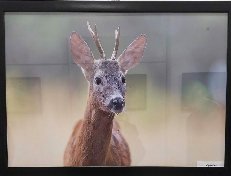 Откриха фотоизложбата „Тракия - дивата природа в кадър“