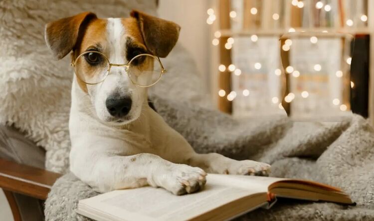 Кучетата навлизат в нова фаза на еволюцията, установиха учени