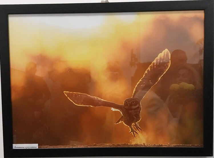 Откриха фотоизложбата „Тракия - дивата природа в кадър“