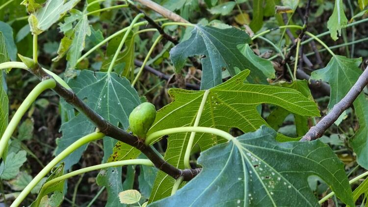 За втори път смокиново дърво в Смолян дава плодове  през годината