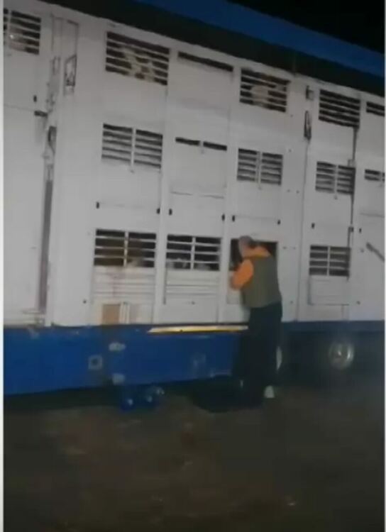 Камион с 47 крави заседна в абсурден капан на границата с Турция