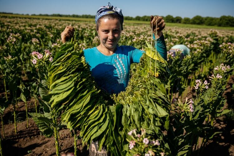 Днес отбелязваме Световния ден на тютюнопроизводителите
