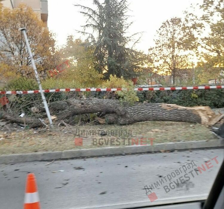 Водачка се заби в дърво в Димитровград