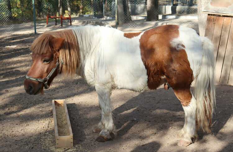 Любимото пони на децата Марти вече е в зоопарка в Хасково 