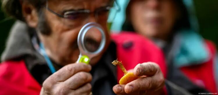 Дори и опитните гъбари понякога могат да сбъркат