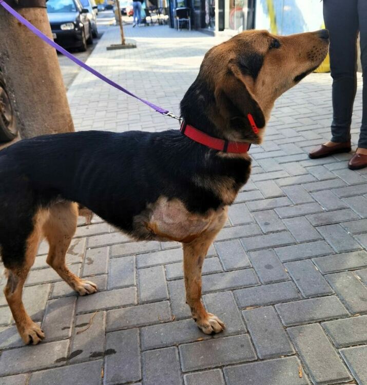 Пострадало кученце търси своя нов дом 