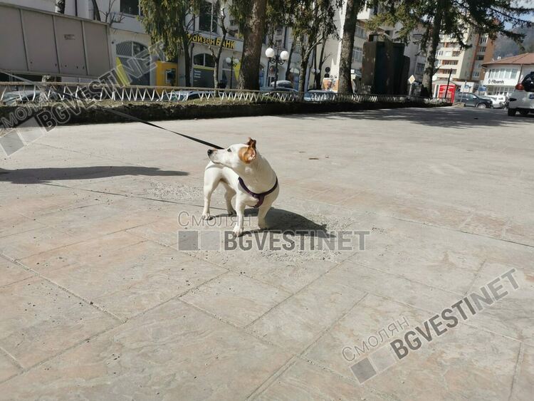 Стартира кампания по преброяване на безстопанствените кучета в община Смолян