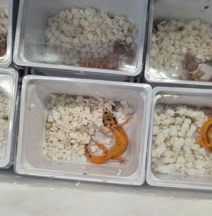 Откриха 243 тарантули и 100 гущери под легло в кабината на тир