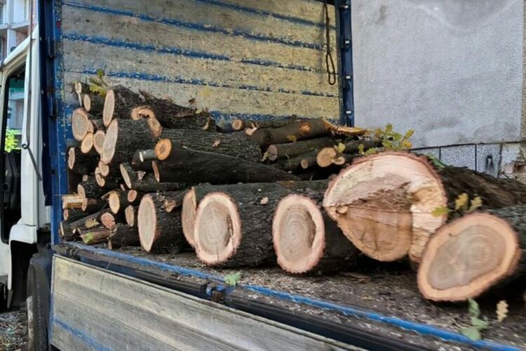 Десетки дървета са унищожени при незаконна сеч във вековна гора в кв. „Малинова долина“ в София