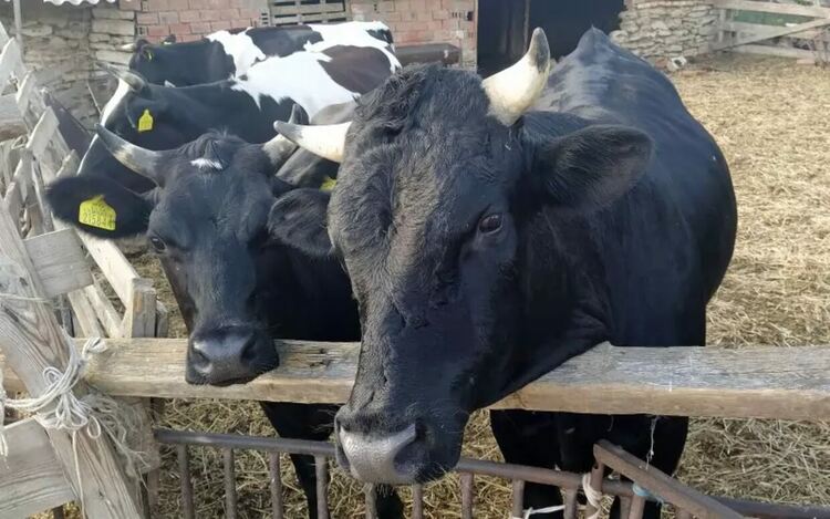 Порочното насочване на субсидиите убива цели агросектори