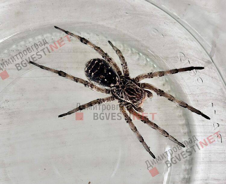 Тарантули в центъра на Димитровград?
