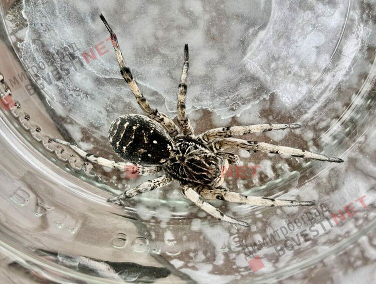 Тарантули в центъра на Димитровград?