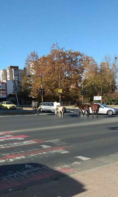Безпризорни коне затрудняват възлово кръстовище във „Веселчане“