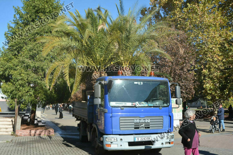 Заради застудяването прибират палмите от центъра на Хасково в разсадник
