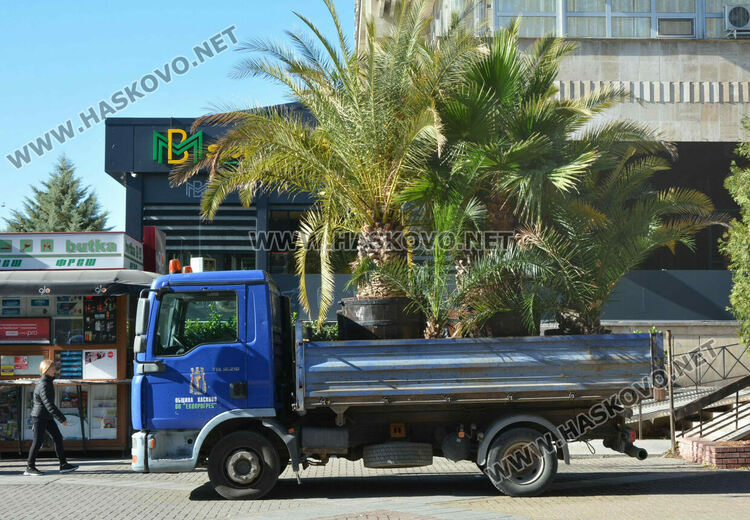 Заради застудяването прибират палмите от центъра на Хасково в разсадник