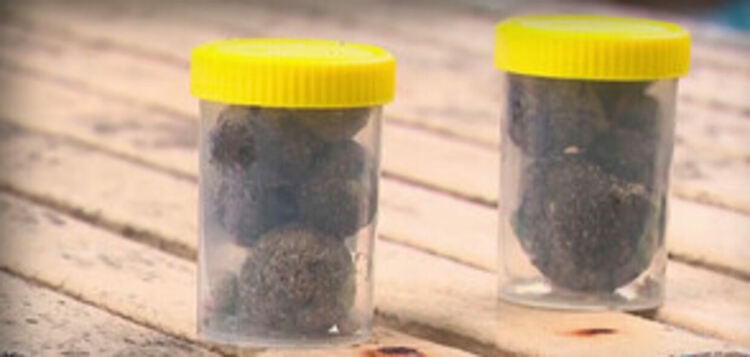 „Миришат по-лошо от всичко, което сте помирисвали“: От какво са съставени черните топки, изплували на плажове в Австралия