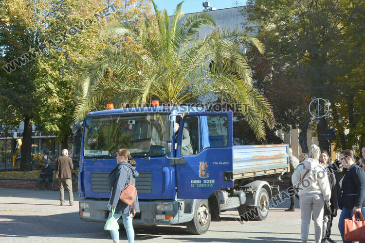 Заради застудяването прибират палмите от центъра на Хасково в разсадник