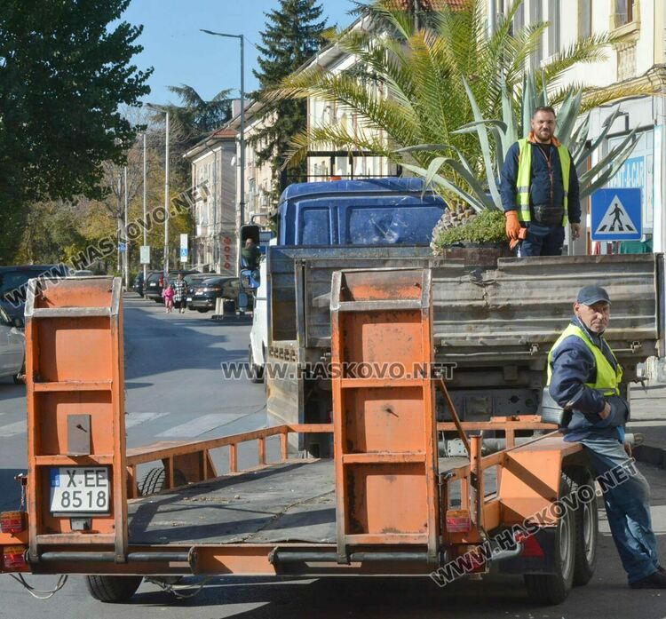 Заради застудяването прибират палмите от центъра на Хасково в разсадник