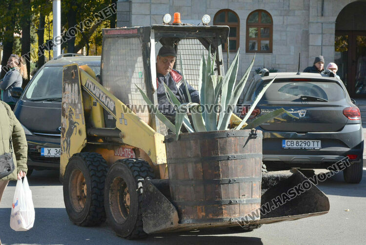 Заради застудяването прибират палмите от центъра на Хасково в разсадник