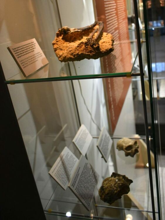 Изложба в Асеновград разказва за първите хора на Земята