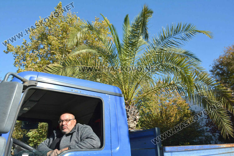 Заради застудяването прибират палмите от центъра на Хасково в разсадник