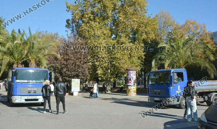 Заради застудяването прибират палмите от центъра на Хасково в разсадник