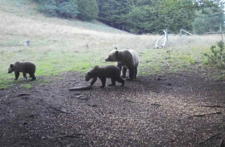 Нови 17 нападения на мечки в Смолянско
