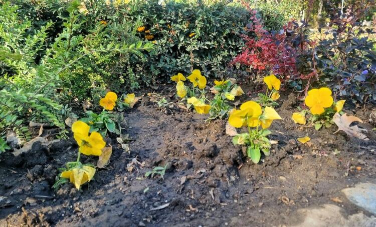 Освежиха с нови цветя зелените пространства в Асеновград 