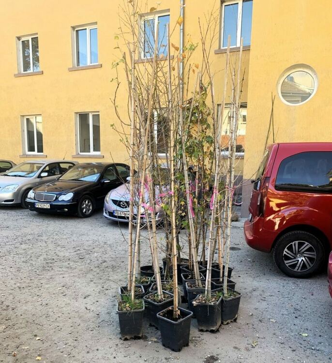 Близо 110 дървета бяха предоставени безплатно на граждани от община Асеновград 