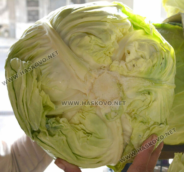 В сезона на туршиите: Зелето и зелените домати поскъпнаха на хасковския пазар