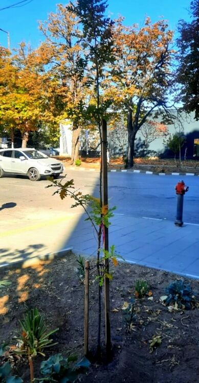 Близо 110 дървета бяха предоставени безплатно на граждани от община Асеновград 